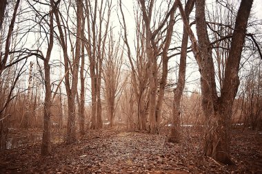 ormanda erken ilkbahar / yapraksız ağaçlar, kar erir, ilkbaharda gri üzgün orman parkı