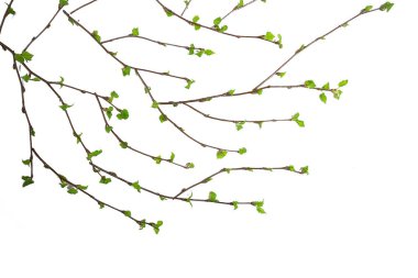 beyaz arkaplan dalları küçük yapraklar bahar / yalıtılmış beyaz dallar tomurcuklar ve yapraklar, bahar çerçevesi