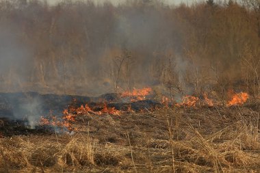 tarlada yangın / kuru ot yangın, yanan saman, eleman, doğa manzara, rüzgar