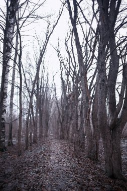 ormanda erken ilkbahar / yapraksız ağaçlar, kar erir, ilkbaharda gri üzgün orman parkı