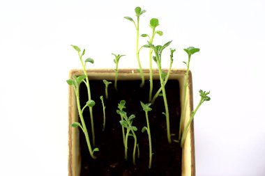 Çaydanlıktaki genç filizler / taze yeşiller, biyoloji, botanik konsepti