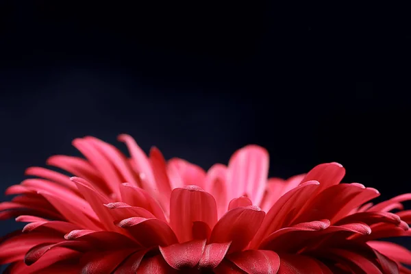 Rote Gerbera Blume Rote Schöne Sommerblume Aroma Duft Konzept — Stockfoto
