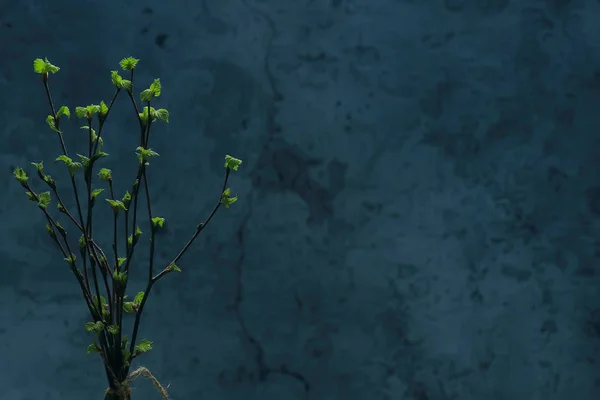 Μικρά Κλαδιά Μπουμπούκια Φύλλα Ελατήριο Φόντο Έννοια Φρεσκάδα Βοτανική Νεολαία — Φωτογραφία Αρχείου