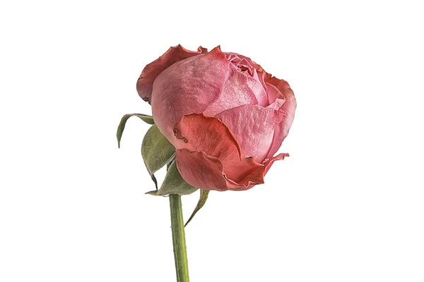 Rose White Background Isolated Bud Red Rose Flower — Stock Photo, Image