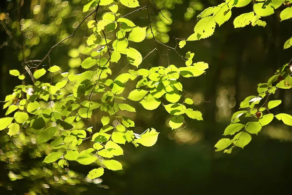 夏の公園の背景 自然の木緑の葉 抽象的な背景夏の景色 — ストック写真