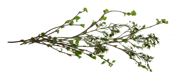 White Background Branches Small Leaves Spring Isolated White Young Branches — 스톡 사진