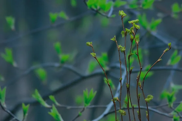 Ramas Pequeñas Con Brotes Hojas Fondo Primavera Concepto Frescura Botánica —  Fotos de Stock