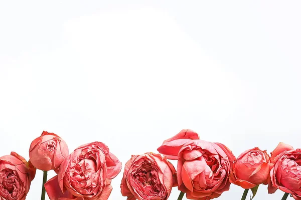 白い背景に赤いバラ バラのグループ 花のフレーム 夏のデザイン — ストック写真