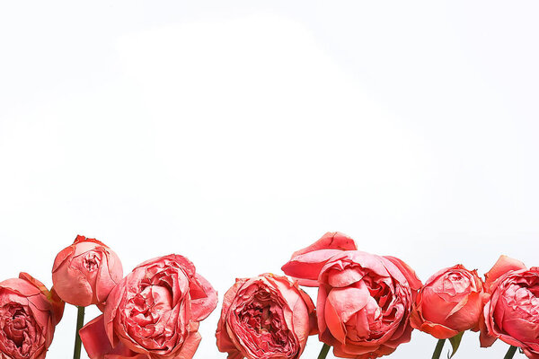 Red roses on a white background / a group of roses, a frame of flowers, summer design