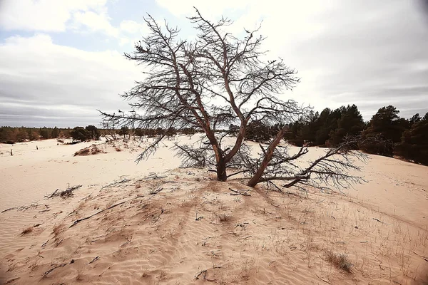 Έρημο Τοπίο Έρημος Άμμος Χωρίς Ανθρώπους Αμμόλοφους Τοπίο — Φωτογραφία Αρχείου