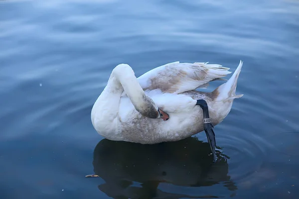 Vita Svanar Vattnet Vilda Vackra Fåglar Svanar Naturen — Stockfoto