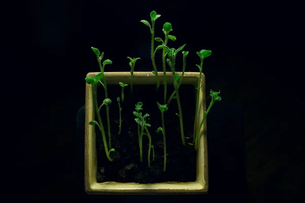 Молоді Паростки Горщику Свіжа Маленька Зелень Біологія Ботанічна Концепція — стокове фото
