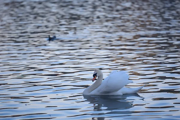 Witte Zwanen Het Water Wilde Mooie Vogels Zwanen Natuur — Stockfoto