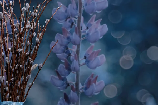 Кицька Верба Гілки Цвітуть Весняна Концепція Великодні Канікули Фон — стокове фото
