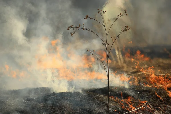 fire in the field / fire in the dry grass, burning straw, element, nature landscape, wind