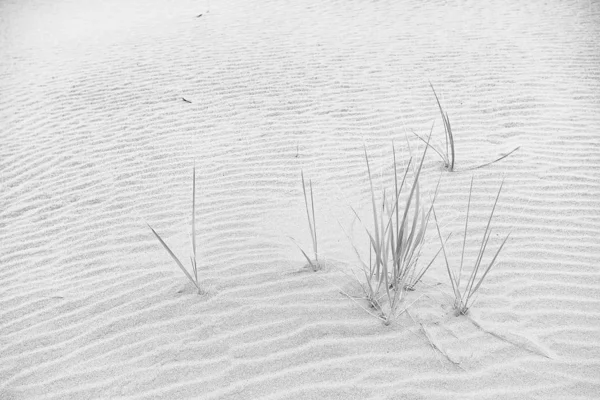 Desierto Paisaje Arena Desierto Sin Gente Paisaje Dunas — Foto de Stock