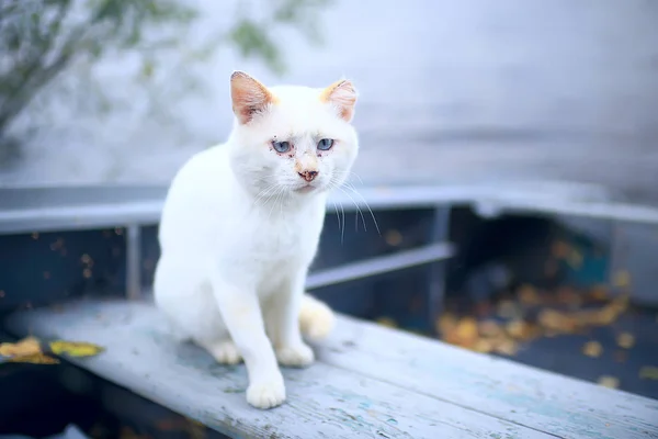 Gato Callejero Gato Solitario Sentado Fuera Mascota Extraviado —  Fotos de Stock