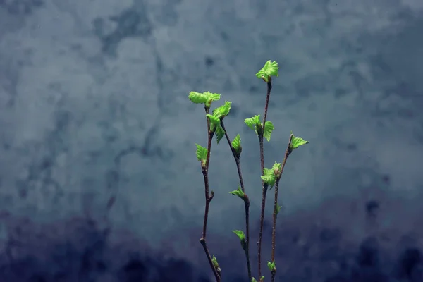 小枝与芽叶 春天背景 概念新鲜植物学青年 — 图库照片