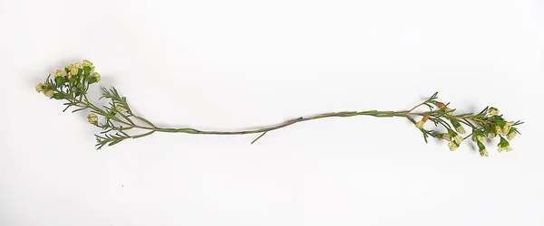 Witte Achtergrond Takken Kleine Bladeren Lente Geïsoleerd Witte Jonge Takken — Stockfoto
