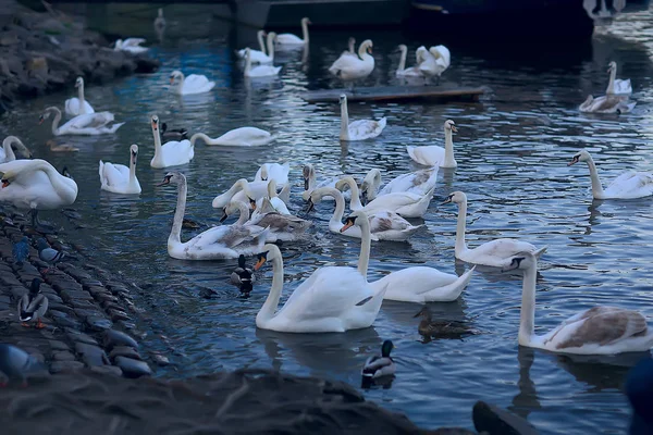 Weiße Schwäne Wasser Wilde Schöne Vögel Schwäne Der Natur — Stockfoto