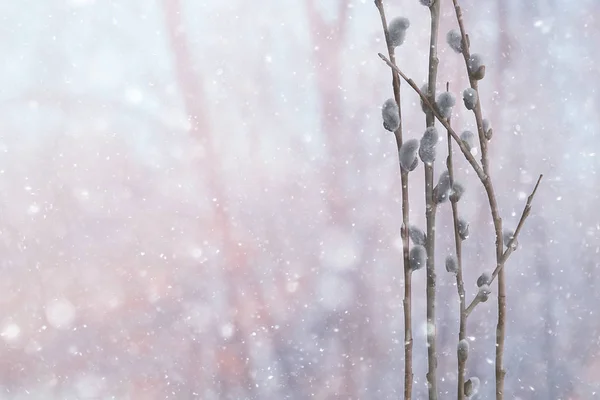 부활절 — 스톡 사진