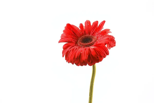 Flor Gerbera Roja Flor Hermosa Roja Del Verano Concepto Del — Foto de Stock