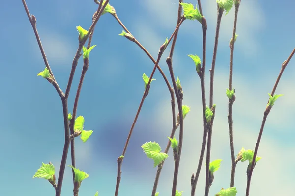 小枝与芽叶 春天背景 概念新鲜植物学青年 — 图库照片