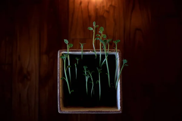 Jonge Spruiten Een Pot Verse Kleine Greens Biologie Plantkunde Concept — Stockfoto