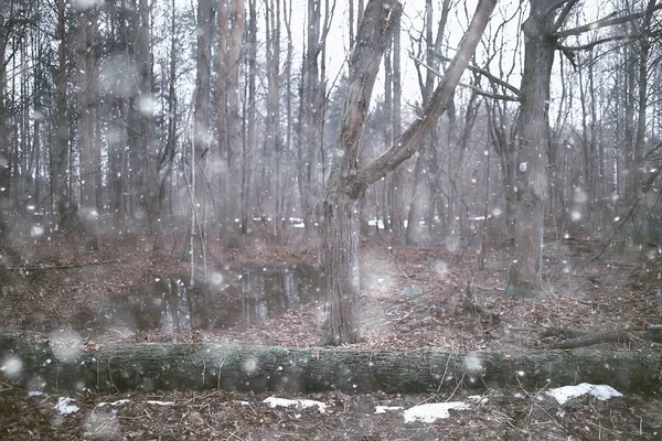 Early Spring Forest Trees Leaves Snow Melts Gray Sad Forest — Stock Photo, Image