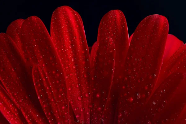 Flor Gerbera Roja Flor Hermosa Roja Del Verano Concepto Del — Foto de Stock