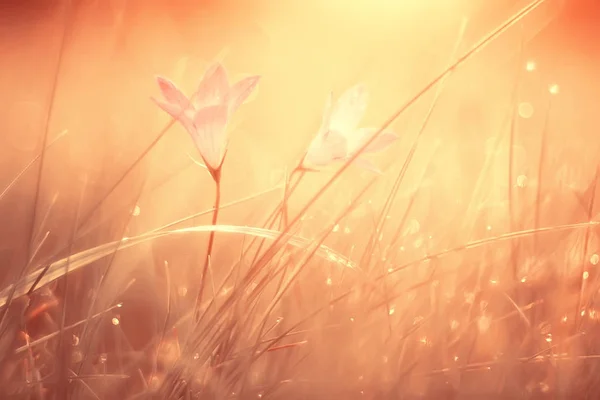 Весенние Летние Цветы Фон Винтажные Тонизирующие Цветы Природы Пейзаж — стоковое фото