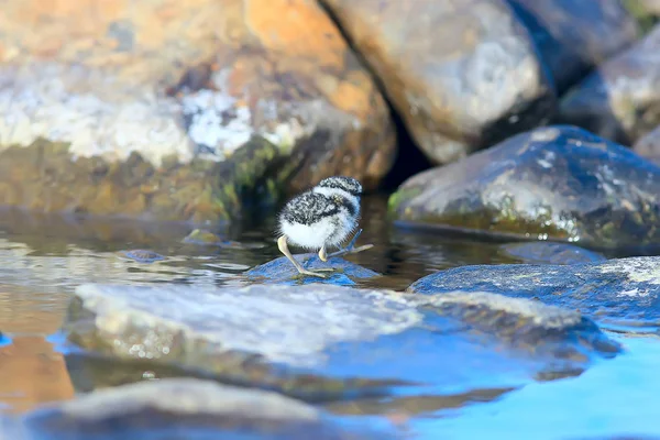 Little Cute Chick Little Gull Wild Beautiful Chick Wild — Stock Photo, Image