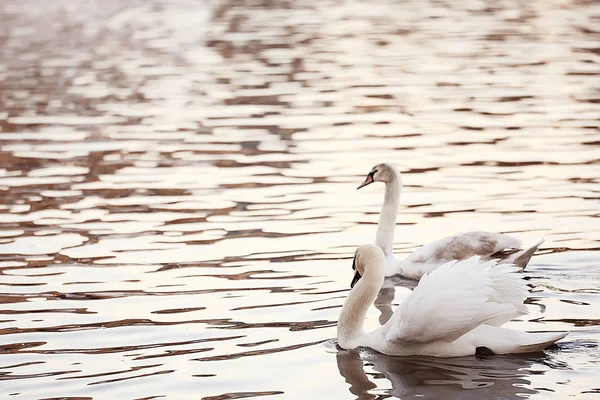 水中的白天鹅 自然界中的野鸟 — 图库照片