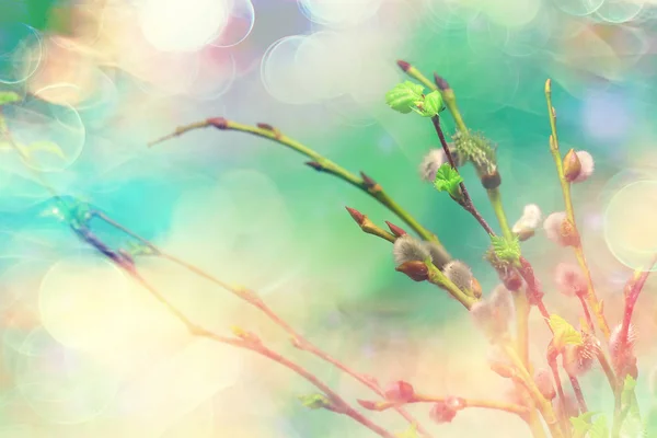 Маленькі Гілки Бутонами Листя Весняний Фон Концепція Свіжості Ботанічна Молодь — стокове фото
