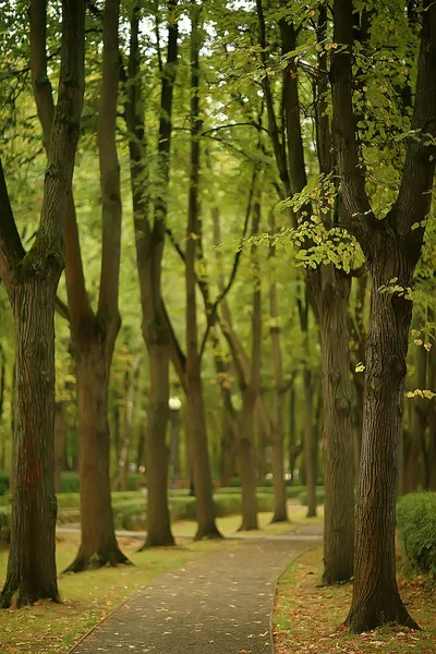 Nyári Park Háttér Természet Fák Zöld Levelek Absztrakt Háttér Nyári — Stock Fotó