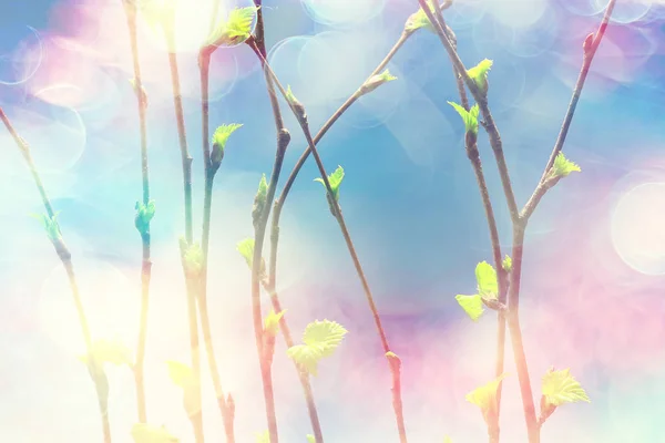 Мелкие Ветки Листьями Бутонов Весенний Фон Концепция Свежести Ботаники Молодежи — стоковое фото