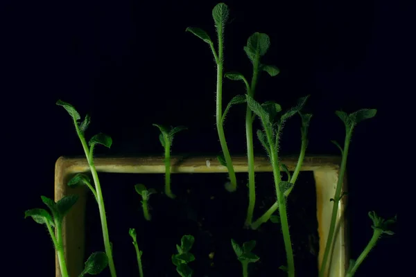 Молоді Паростки Горщику Свіжа Маленька Зелень Біологія Ботанічна Концепція — стокове фото