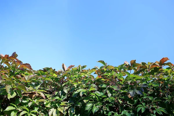 Sommarpark Bakgrund Natur Träd Gröna Löv Abstrakt Bakgrund Sommarvy — Stockfoto