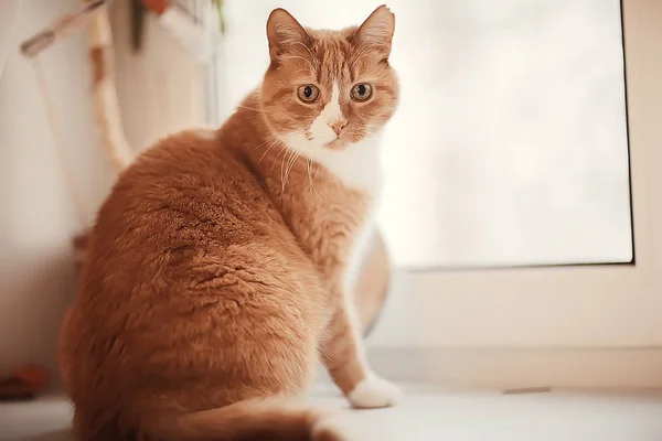 Gato Jengibre Lindo Gato Hermoso Mascota Jengibre Rojo — Foto de Stock
