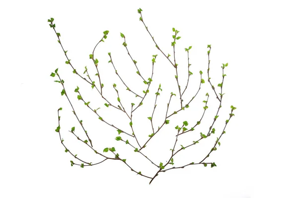 White Background Branches Small Leaves Spring Isolated White Young Branches — 스톡 사진