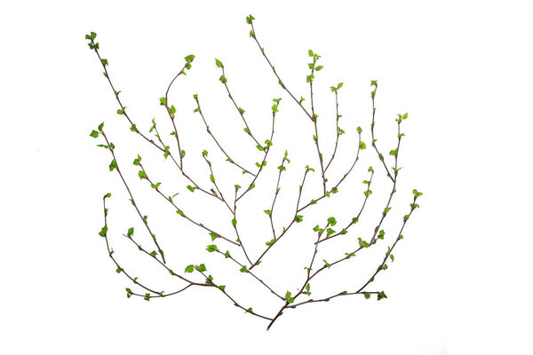 white background branches small leaves spring / isolated on white young branches with buds and leaves, spring frame