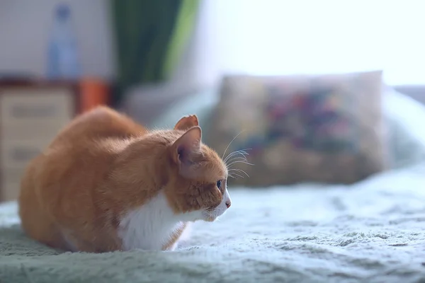 生姜猫 かわいいペット美猫 赤ショウガ — ストック写真