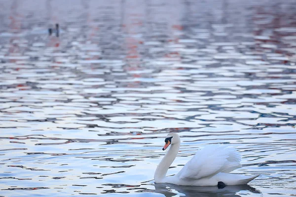 Weiße Schwäne Wasser Wilde Schöne Vögel Schwäne Der Natur — Stockfoto