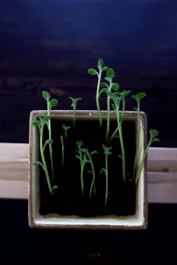 Çaydanlıktaki genç filizler / taze yeşiller, biyoloji, botanik konsepti