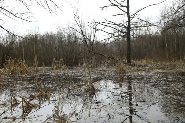 ormanda erken ilkbahar / yapraksız ağaçlar, kar erir, ilkbaharda gri üzgün orman parkı