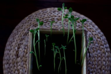 Çaydanlıktaki genç filizler / taze yeşiller, biyoloji, botanik konsepti
