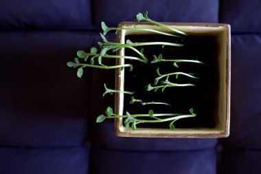 Çaydanlıktaki genç filizler / taze yeşiller, biyoloji, botanik konsepti