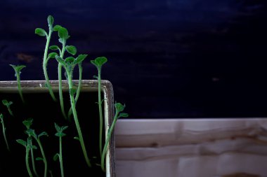 Çaydanlıktaki genç filizler / taze yeşiller, biyoloji, botanik konsepti