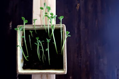 Çaydanlıktaki genç filizler / taze yeşiller, biyoloji, botanik konsepti