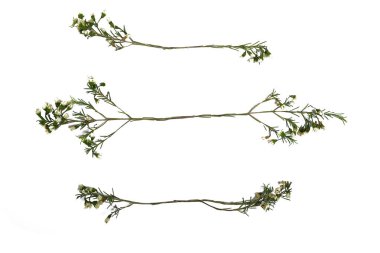 beyaz arkaplan dalları küçük yapraklar bahar / yalıtılmış beyaz dallar tomurcuklar ve yapraklar, bahar çerçevesi